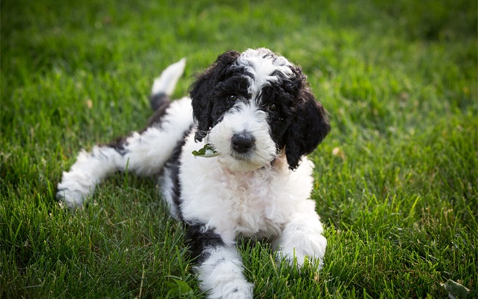 getting a sheepadoodle