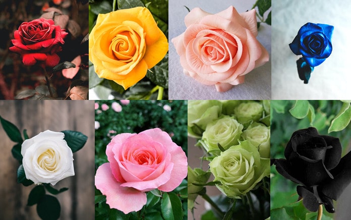 Güllerin Renkleri Ne Anlama Geliyor?  Eksiksiz Kılavuz