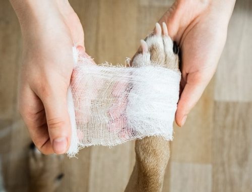 essential items for a dogs medical kit