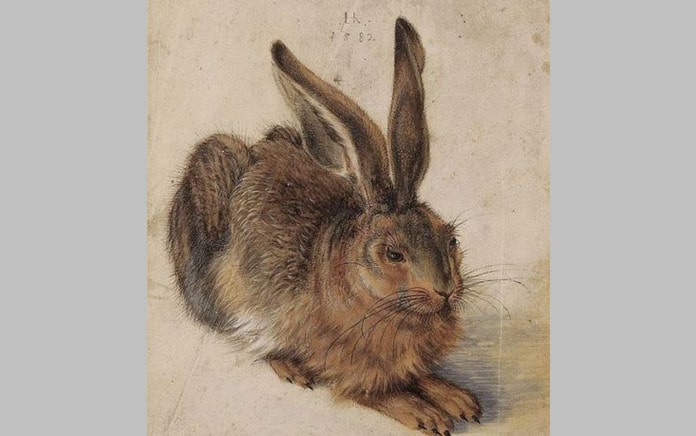 Dürer's Rabbit